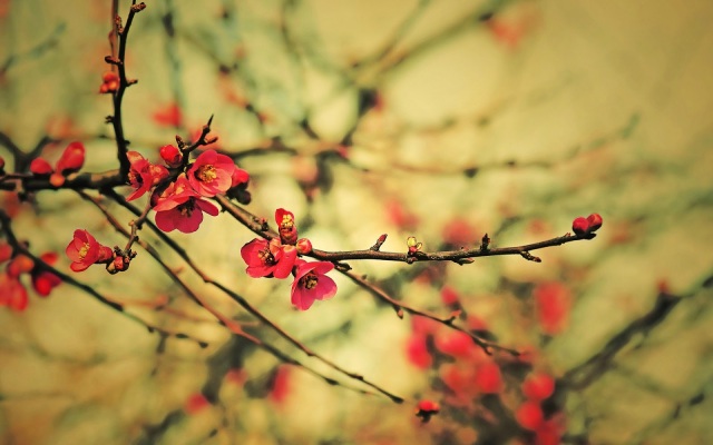 foto-van-de-eerste-lente-bloemknoppen-aan-takjes-in-de-boom-hd-lente-achtergrond