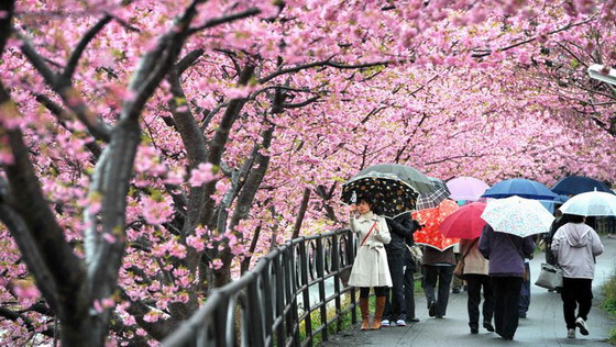 Coldweatherdelaysbloomingofearlycherryblossoms
